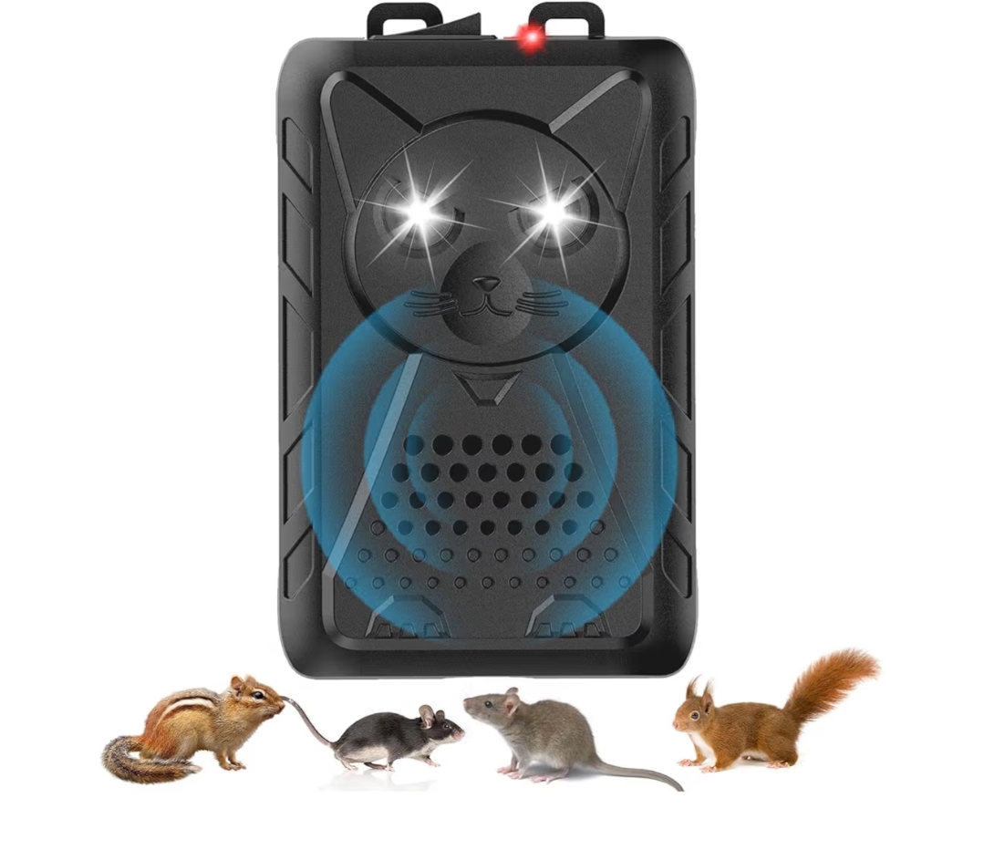 Read more about the article Rat rodent